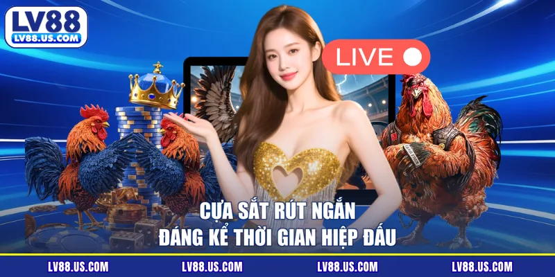 Cựa dao là phiên bản chọi kê hết sức ấn tượng