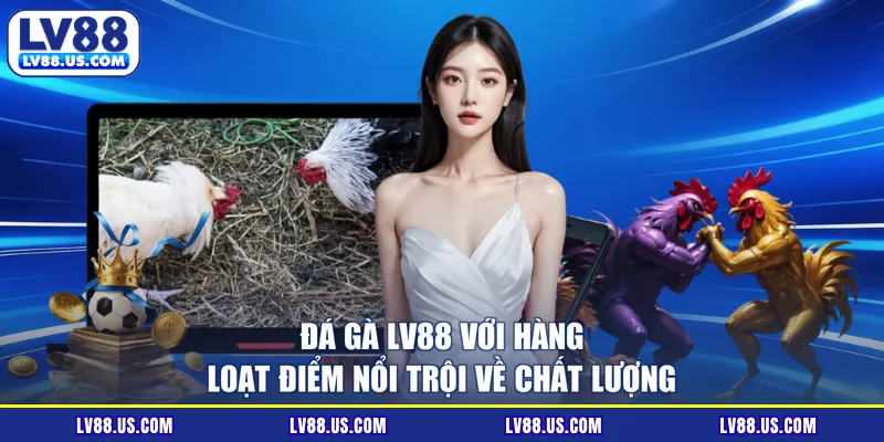 Đá gà LV88 với hàng loạt điểm nổi trội về chất lượng